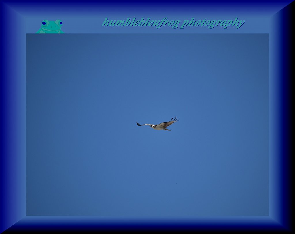 Osprey 1
