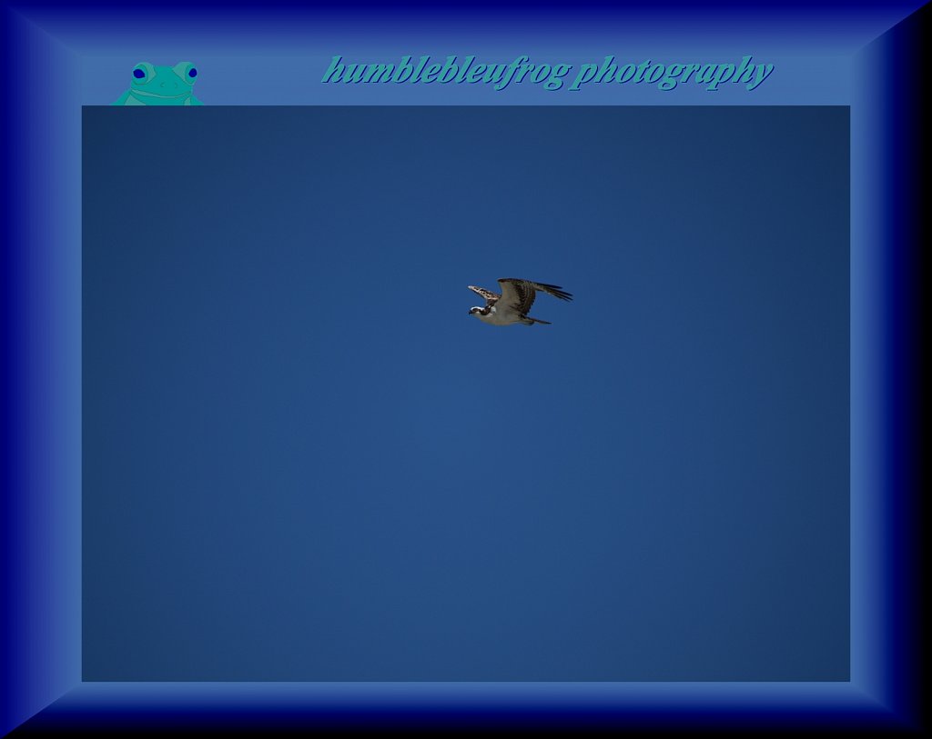 Osprey 2