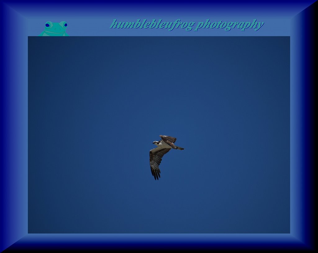 Osprey 3