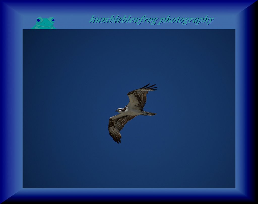 Osprey 4