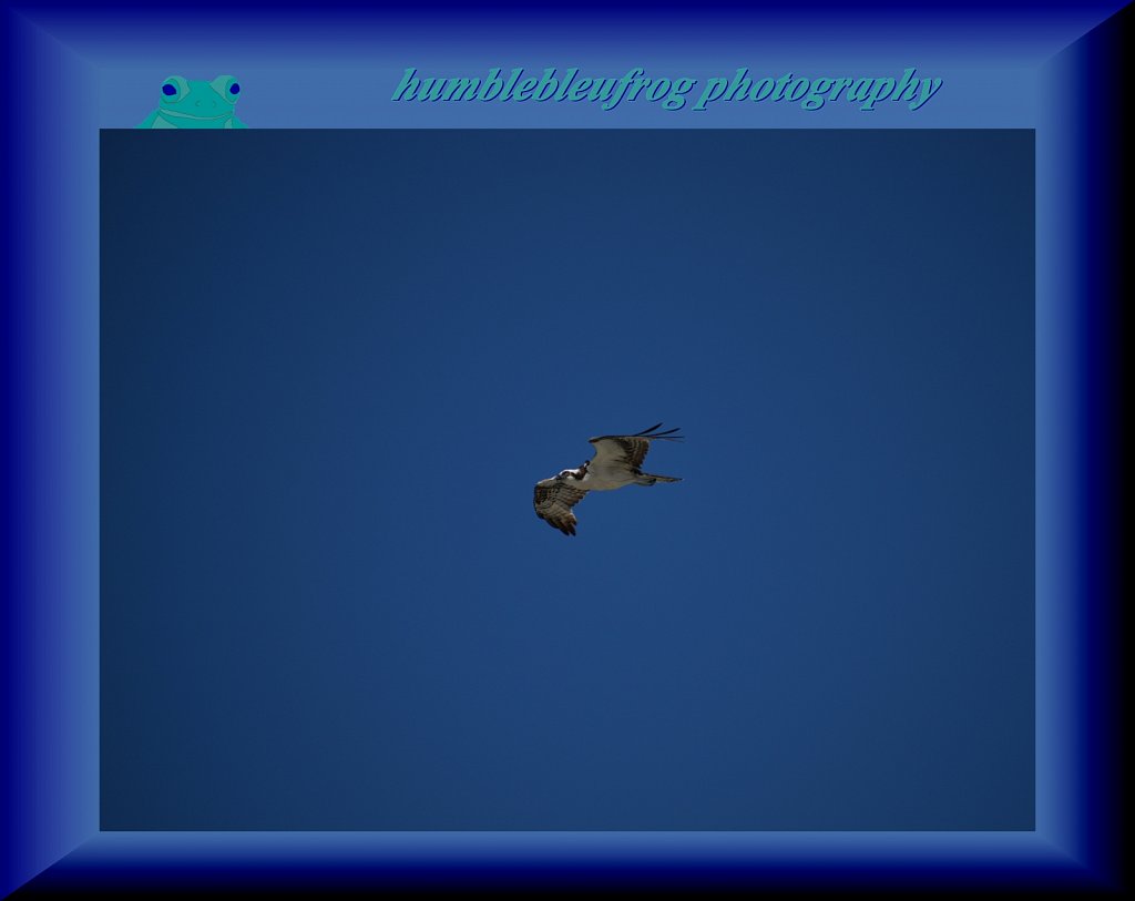 Osprey 5