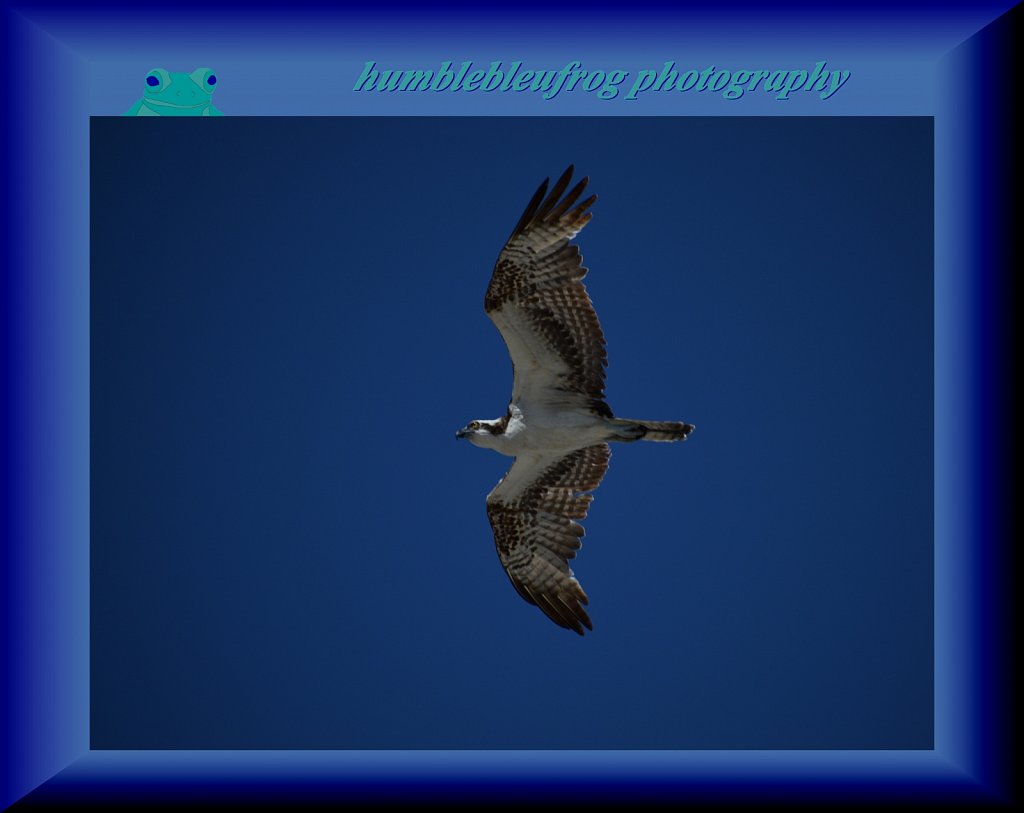 Osprey 6