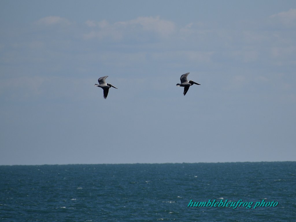 Formation