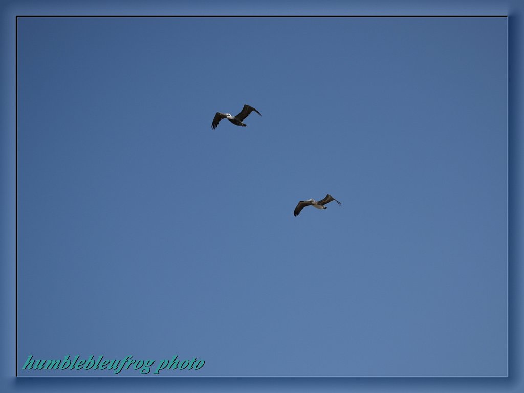 Pair