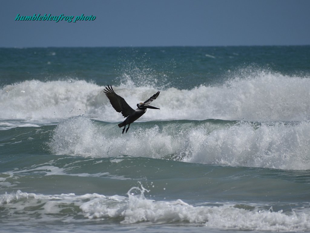           Pelicans