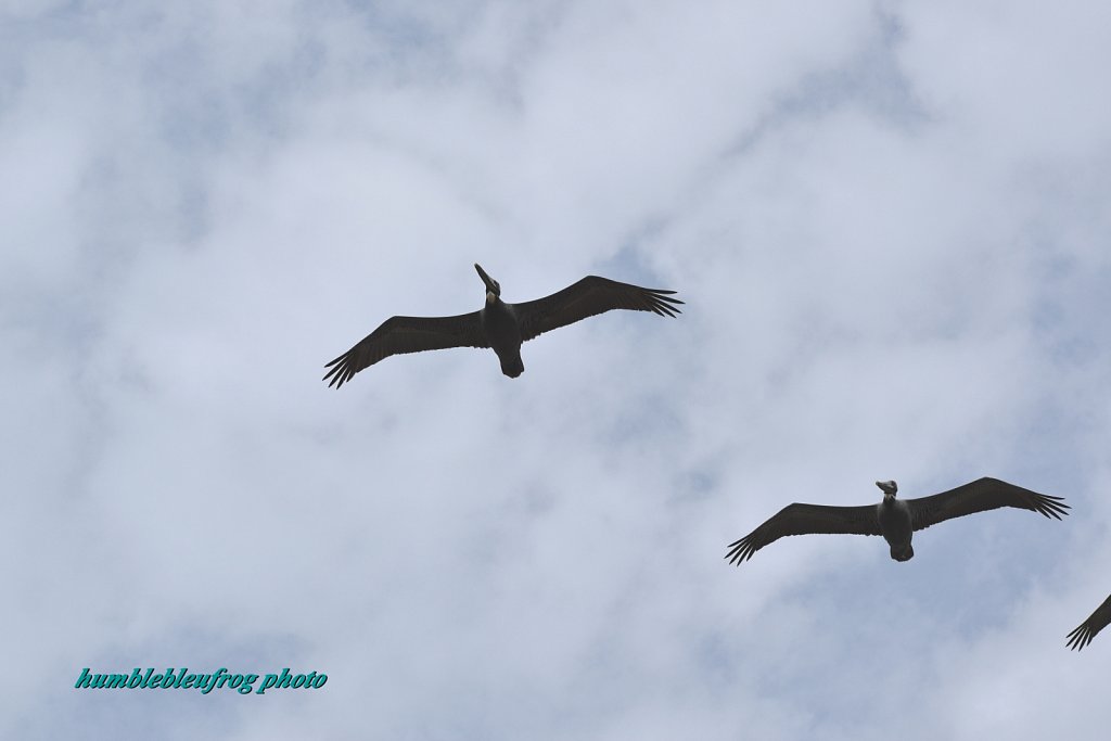 Soaring