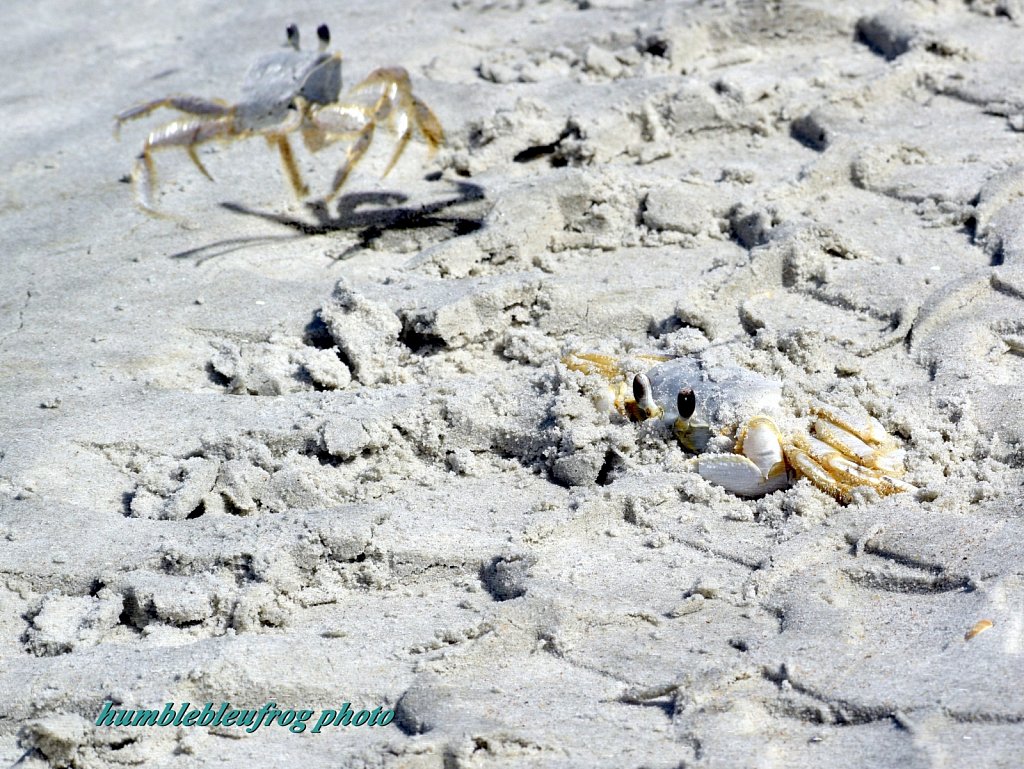 Crab Combo
