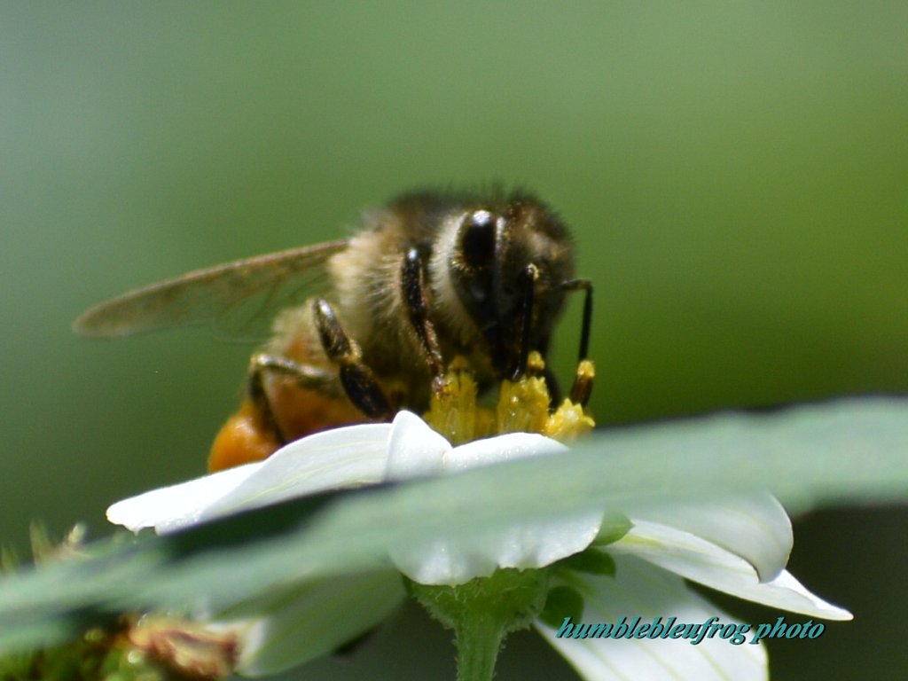 Cute as a bug