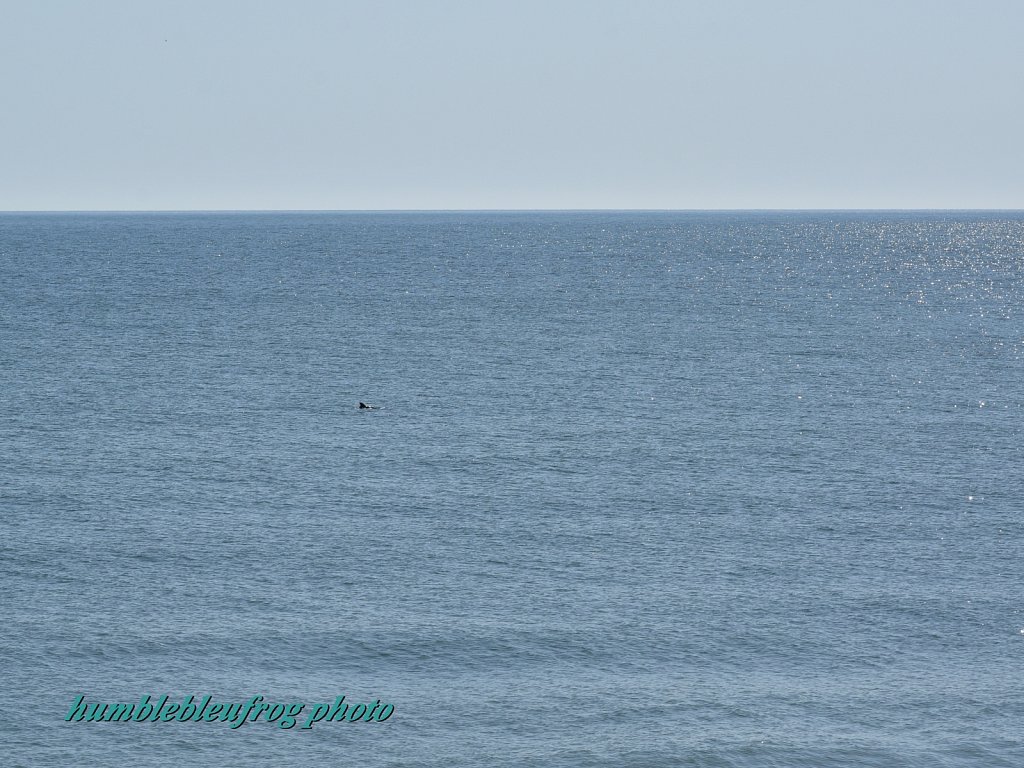 Dolphin
