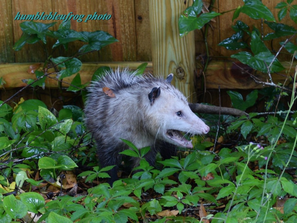 Opossum